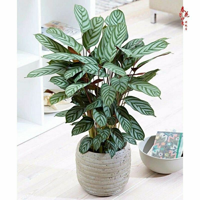 超密新飞羽竹芋盆栽网红植物室内耐阴常青观叶绿植好养活客厅绿植