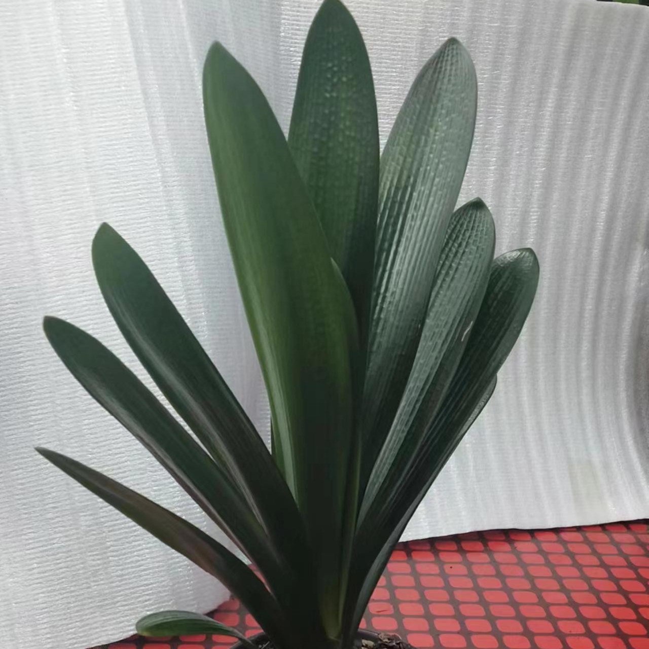 精品君子兰直播间一物一拍