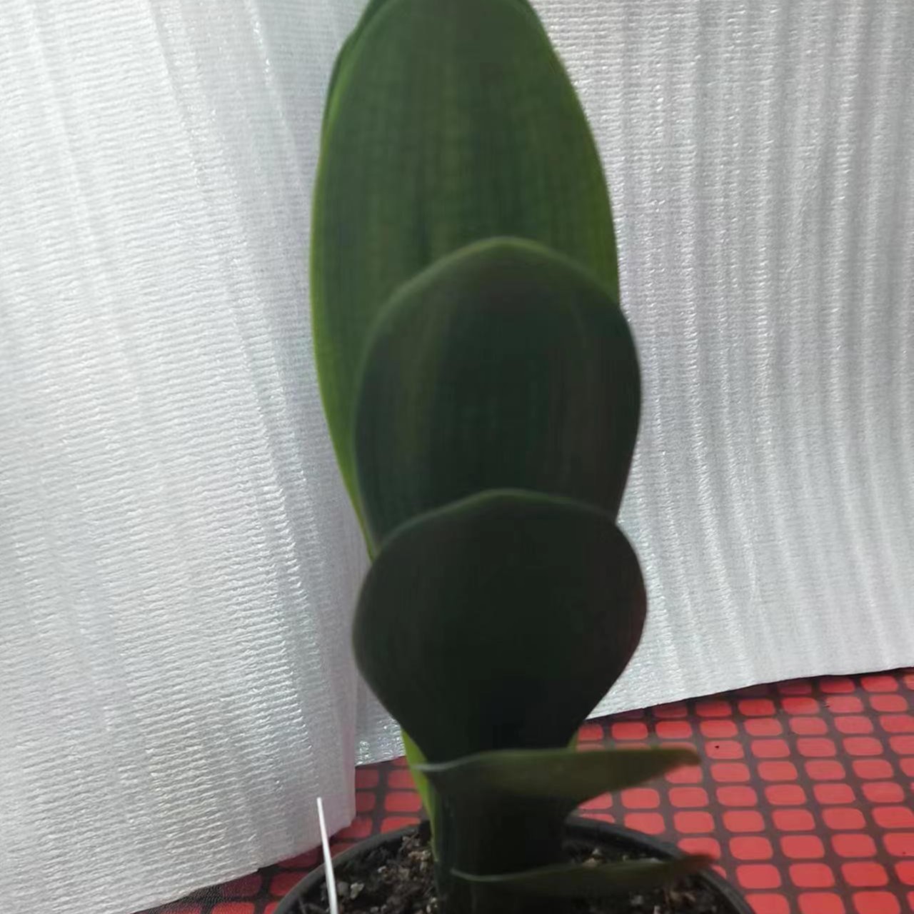 精品君子兰直播间专拍
