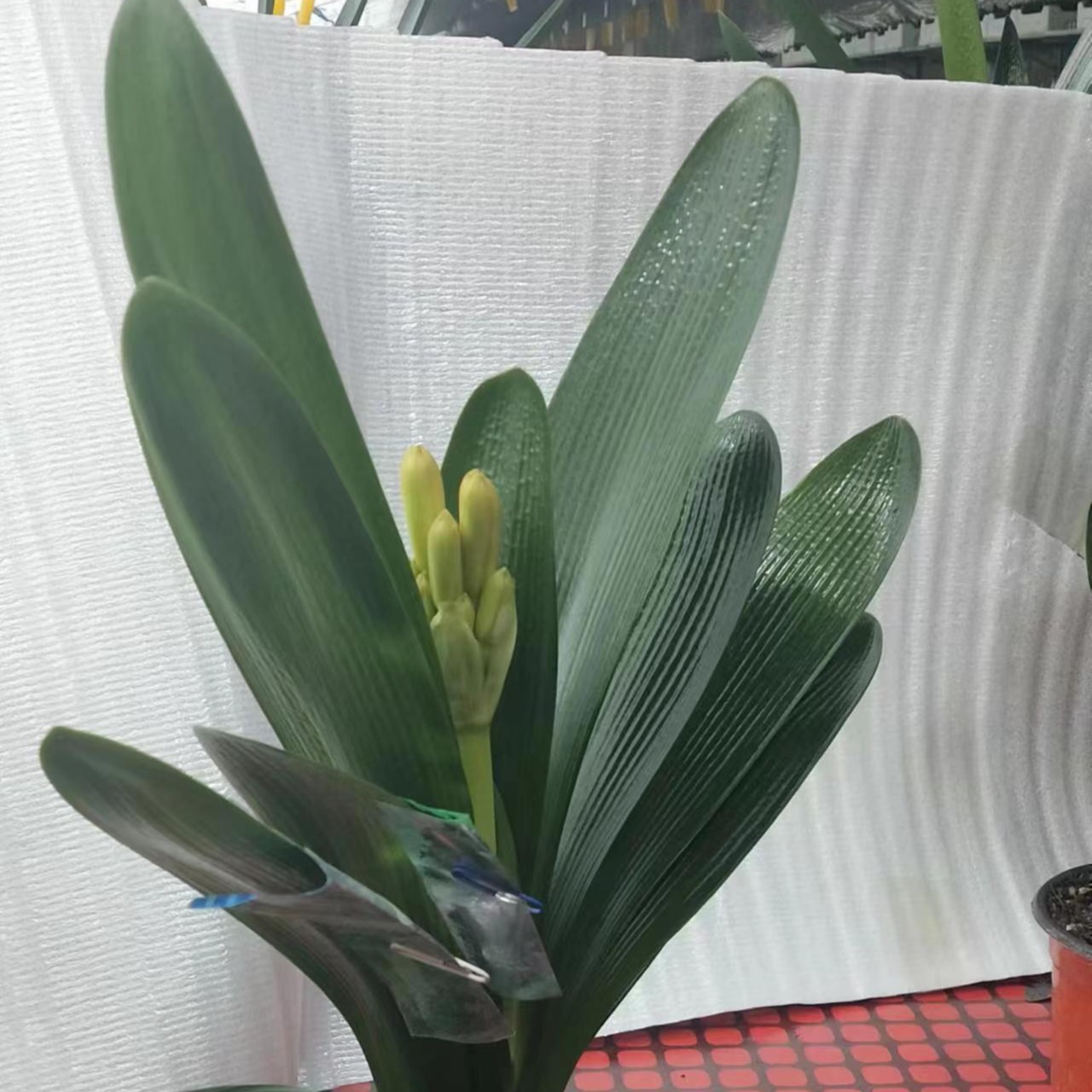 精品花卉君子兰立板短叶
