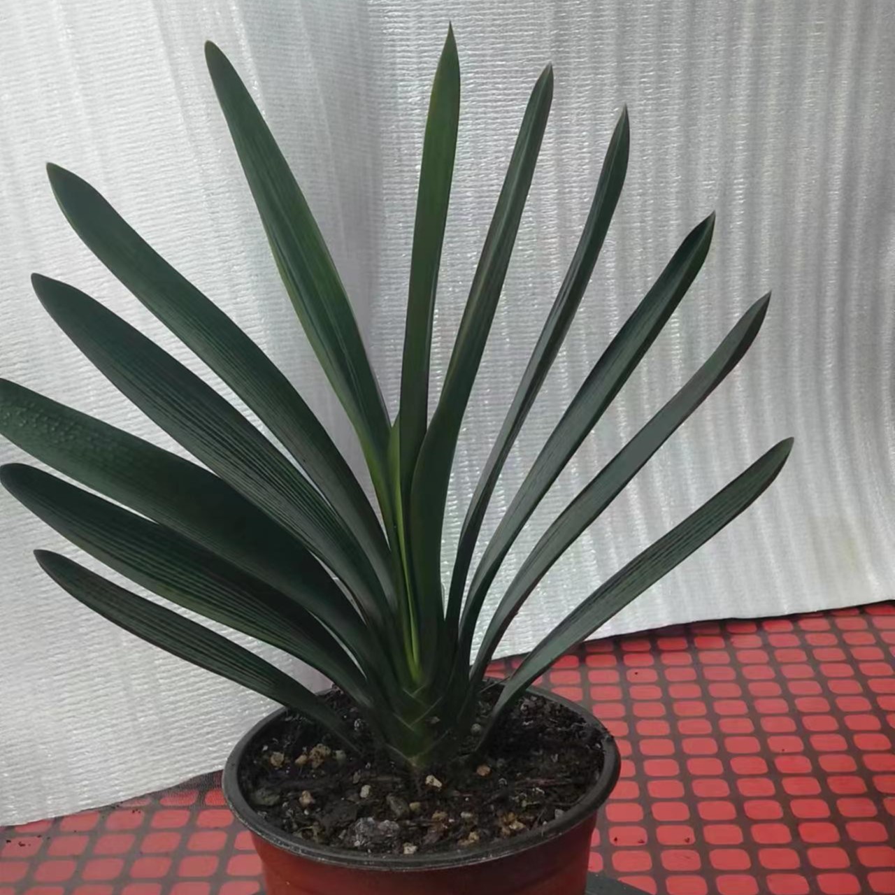 精品君子兰直播间专拍（微瑕款不退不换)