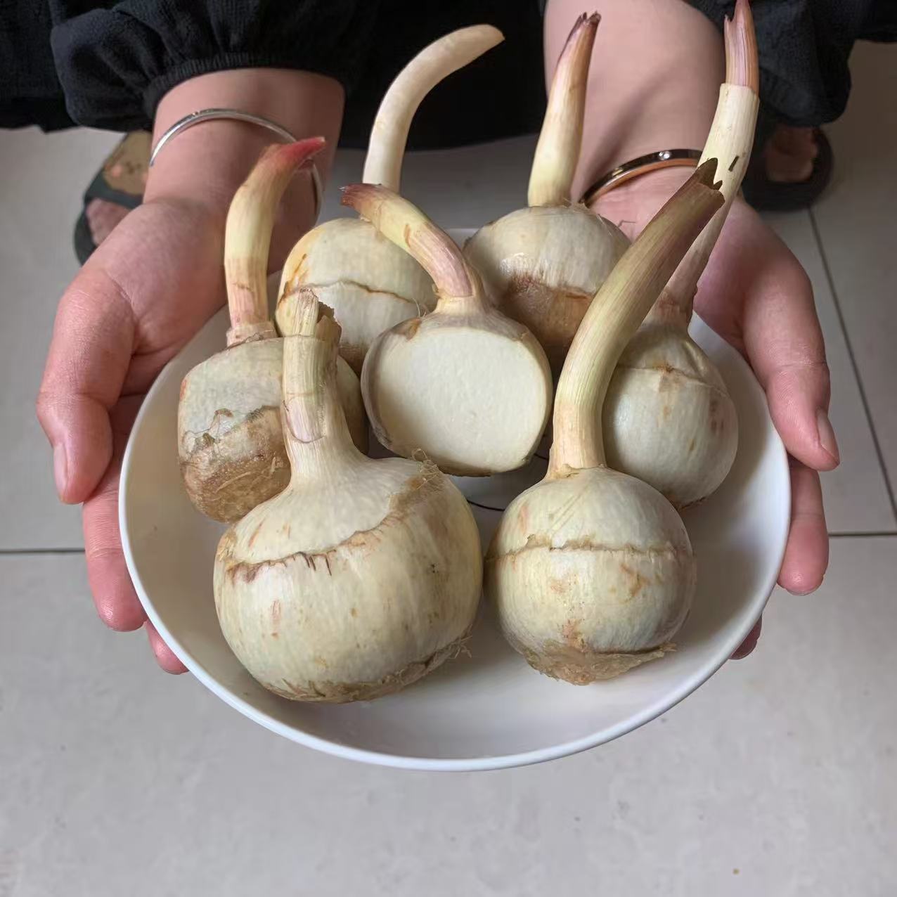 苏南农家现挖白茨菇新鲜白慈姑马蹄荸荠大小果燕尾菇粉糯时令蔬菜