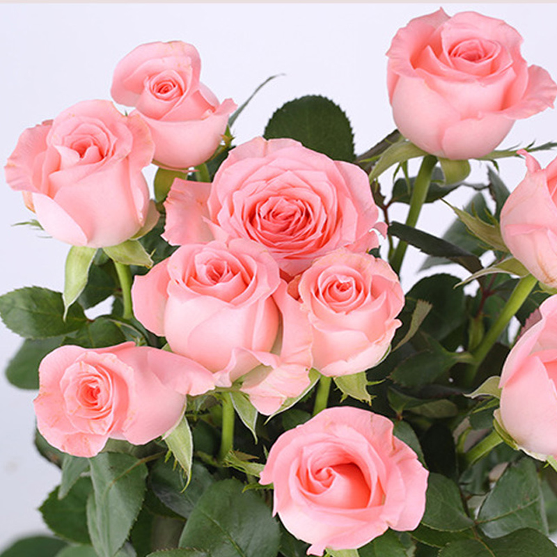 戴安娜月季花苗大花切花欧月阳台绿植盆栽地栽庭院楼楼顶粉色花瓣