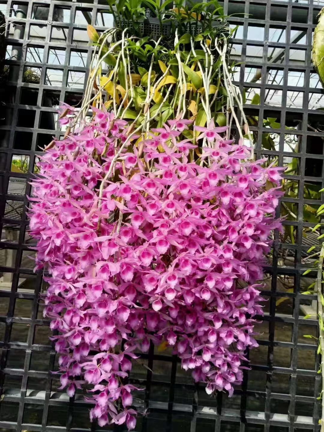 红色的玫瑰石斛花