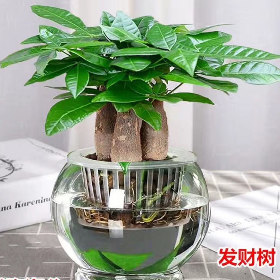 发财树盆栽大棵室内客厅桌面绿植装饰品水培三杆招财树办公室好养