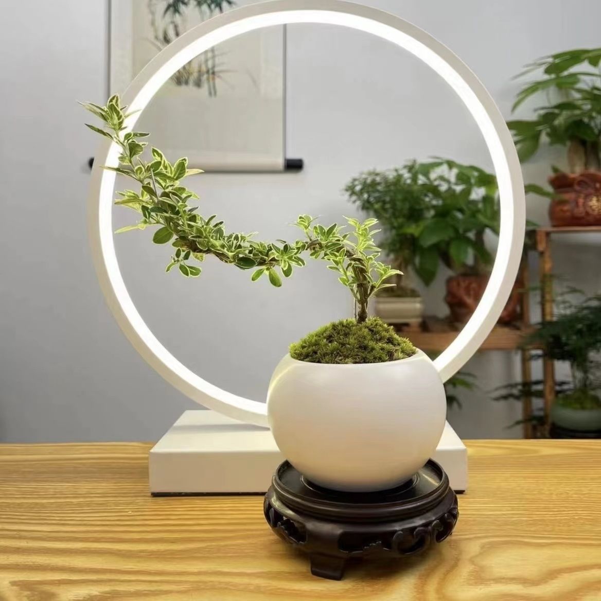 金边六月雪悬崖小盆栽盆景造型提根桌面绿植室内花卉四季好养植物