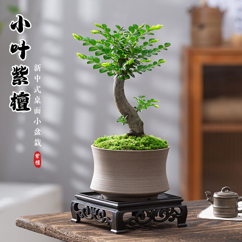 小叶紫檀盆栽树苗老桩植物室内花四季好养客厅办公室桌面绿植摆件