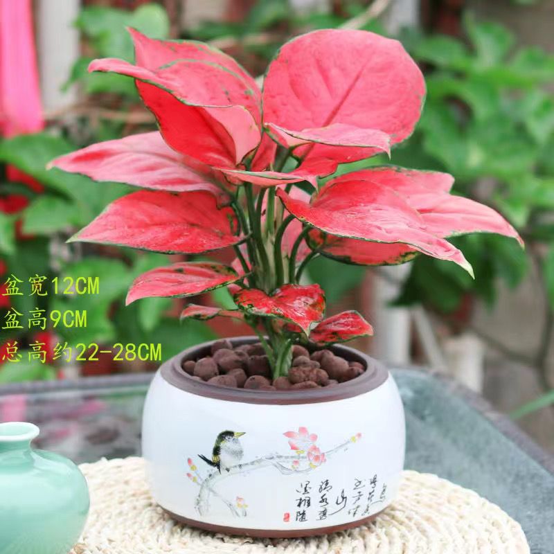 吉利红盆栽新年大吉大利水培植物室内客厅绿植净化空气转运盆栽