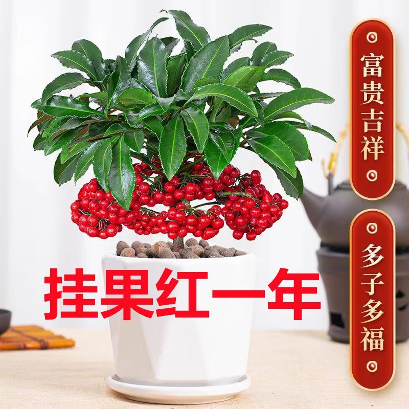 矮果富贵籽盆栽黄金万两植物带果子红果客厅招财室内好养懒人花卉