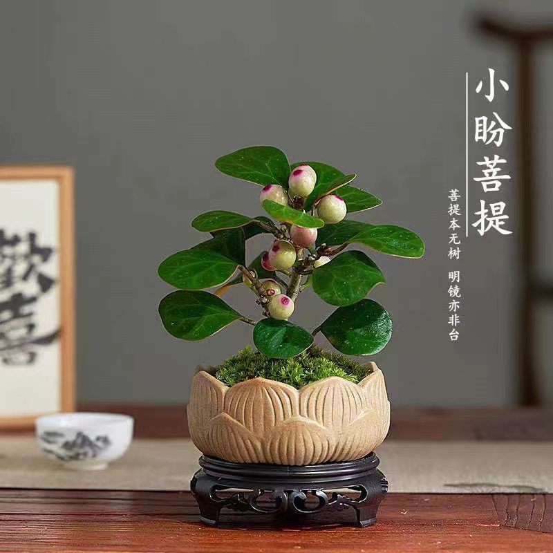 小盼菩提树盆栽植物室内禅意微景观盆景苗办公室桌面好养花卉绿植