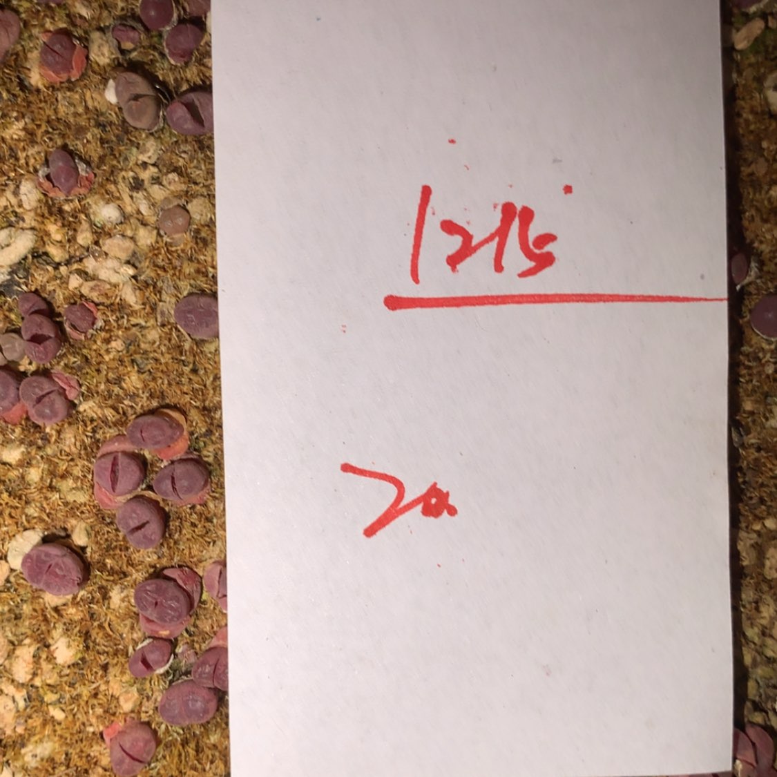 【闪购商品】1215一筐