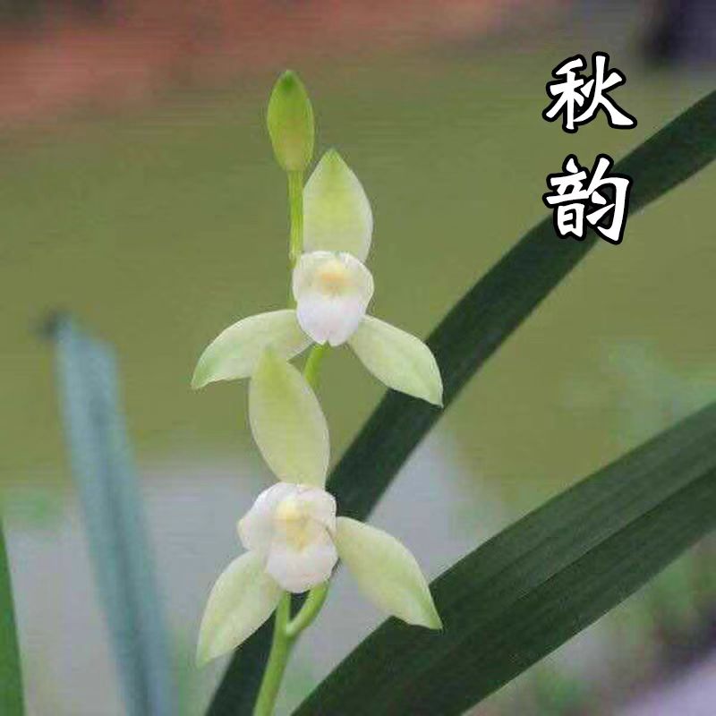 秋韵四季兰老品种铭品 经典好养浓香好开花 室内客厅绿植盆栽花卉