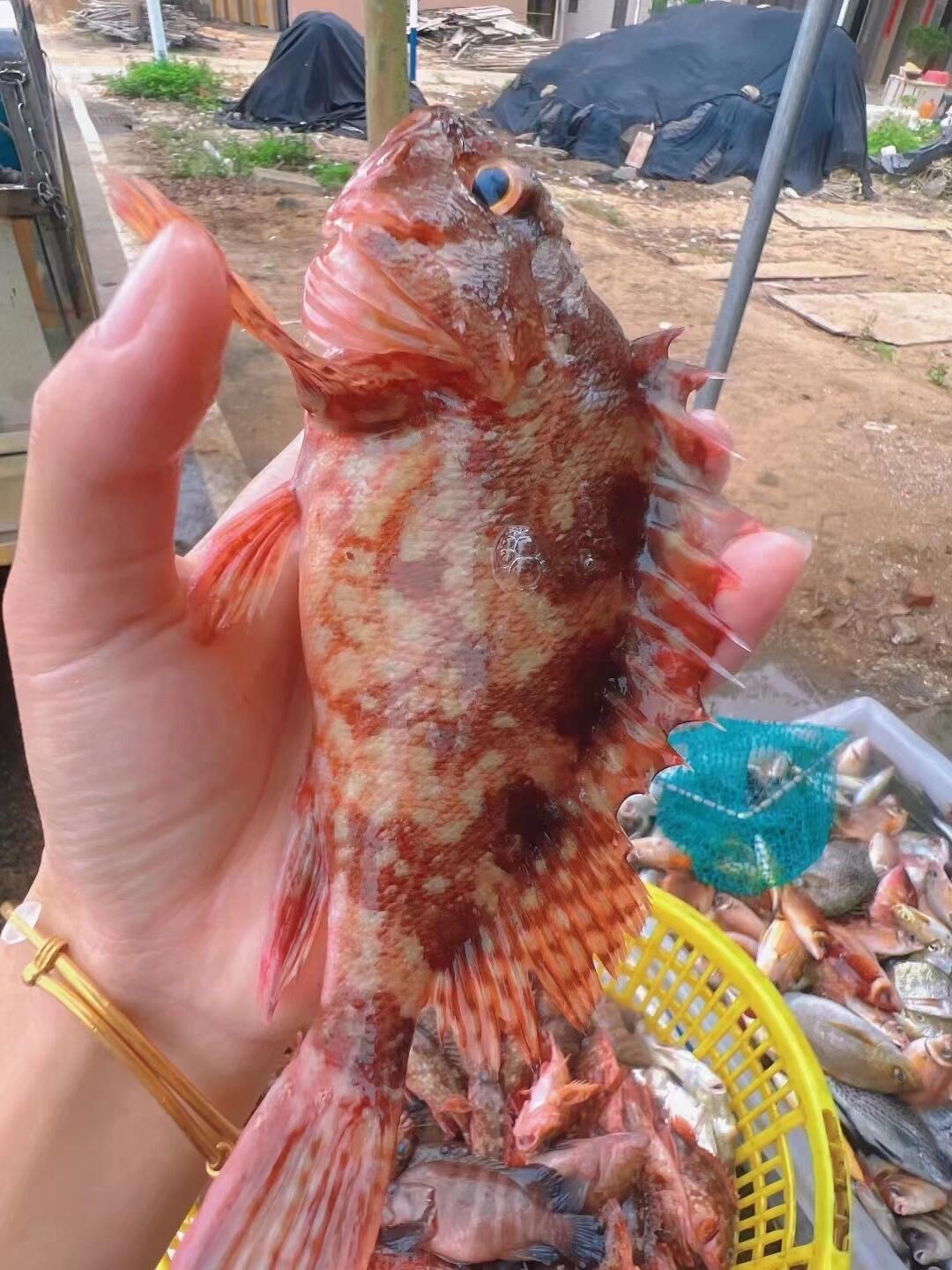 正宗一手货源野生深海石九公大眼鲜甜好食正品十九公