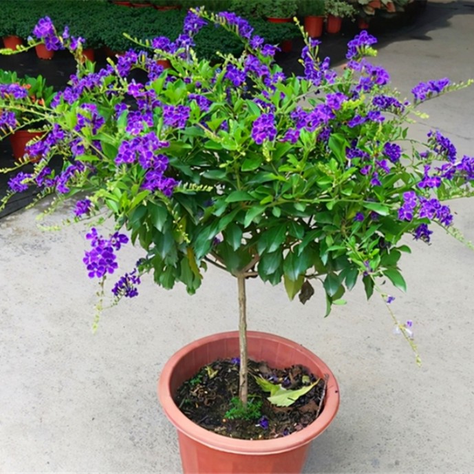蕾丝金露花盆栽独杆棒棒糖浓香巧克力庭院带花苞室内外好养连翘花