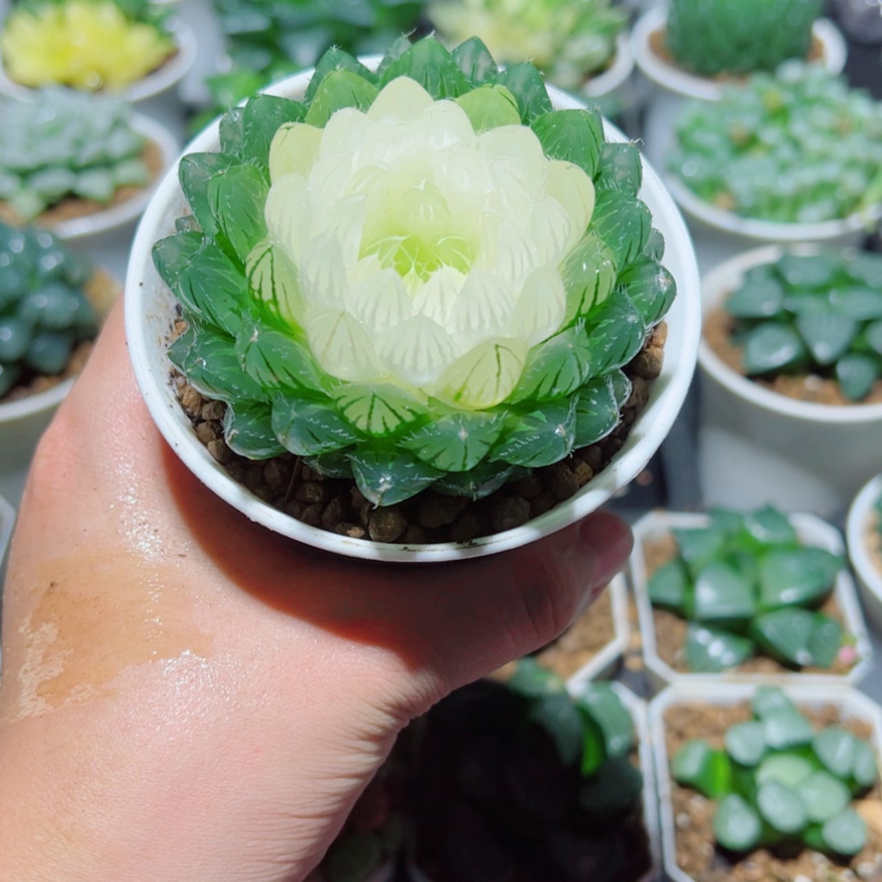 【闪购商品】宝莲灯