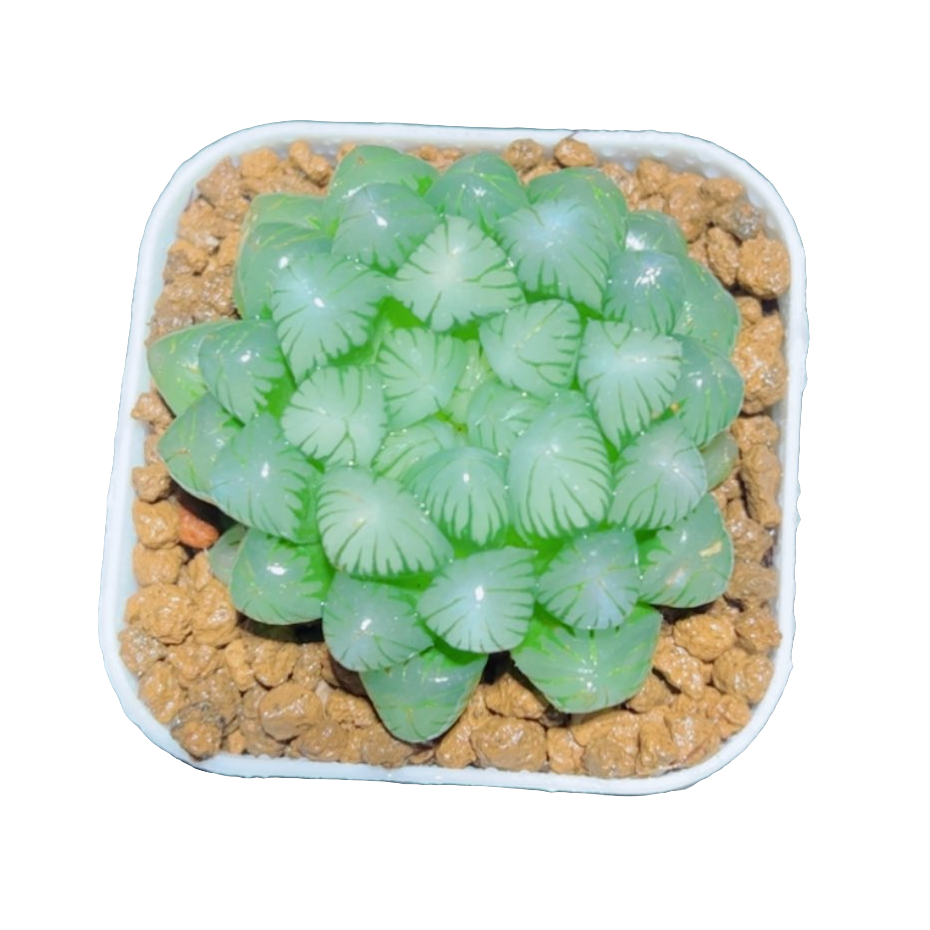 糯姬玉露【满18包邮】