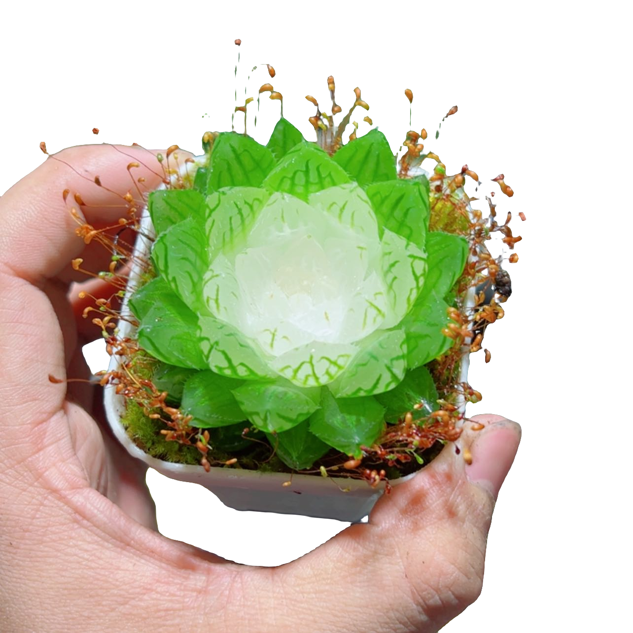 白莲花玉露【满18包邮】