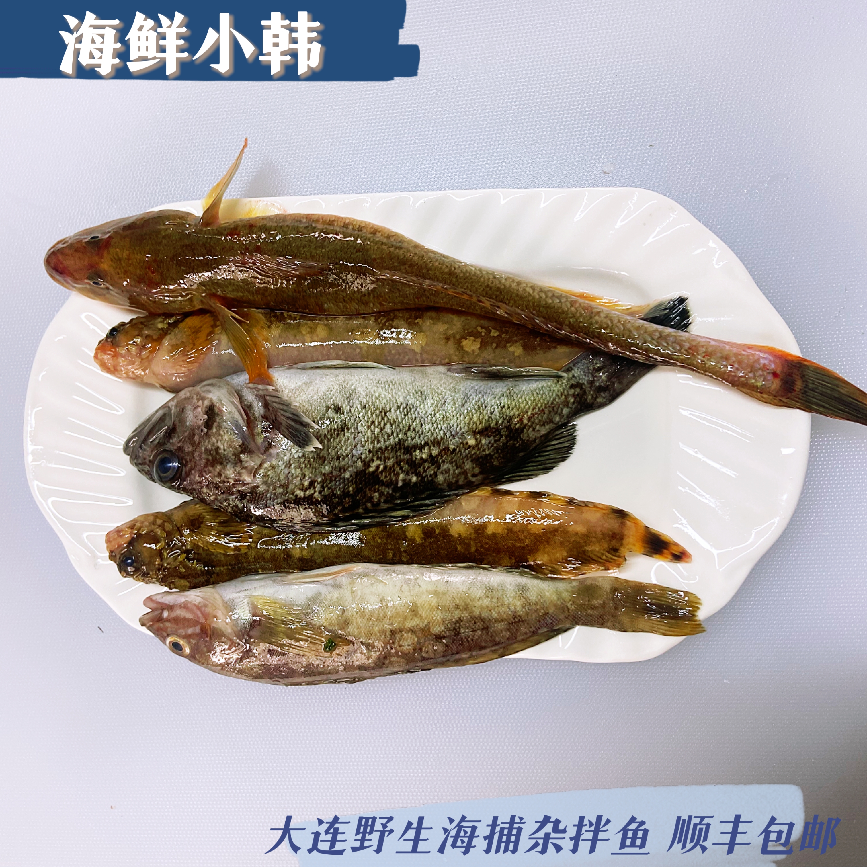 大连野生海捕（杂拌鱼）4斤装冰鲜发货 顺丰包邮