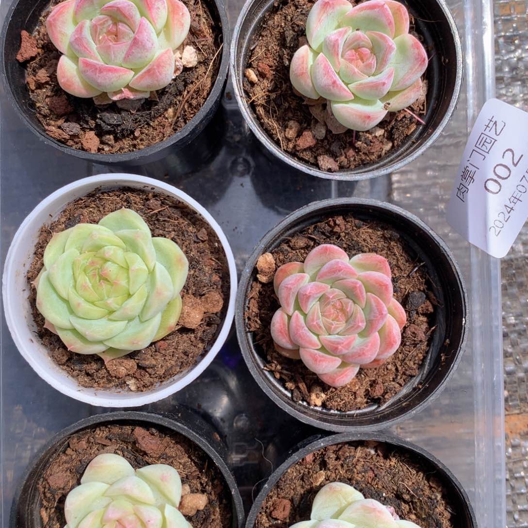 反反复复的感觉真好啊我的002