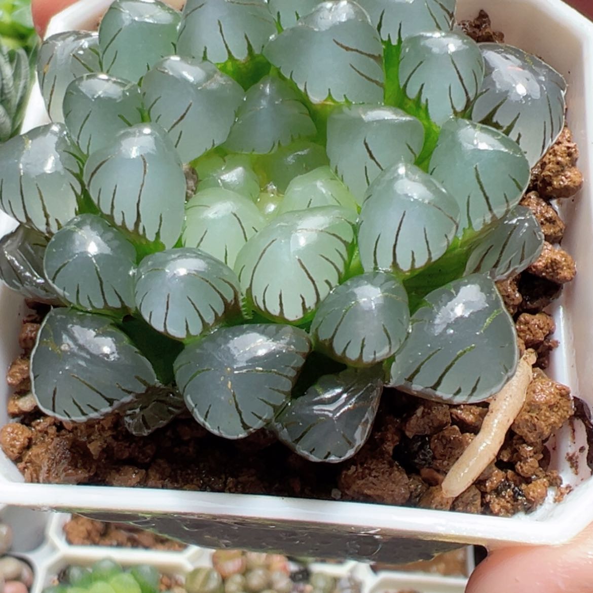 【闪购商品】粉龙珠