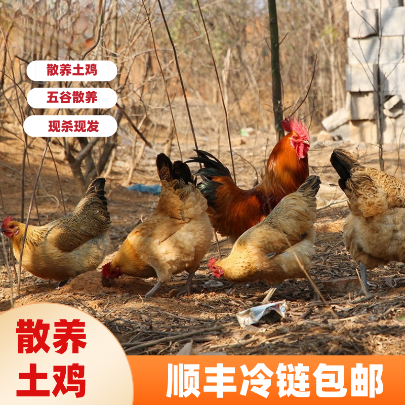 大别山五谷散养2-4年现宰现称老母鸡土鸡纯生态散养肉质营养健康