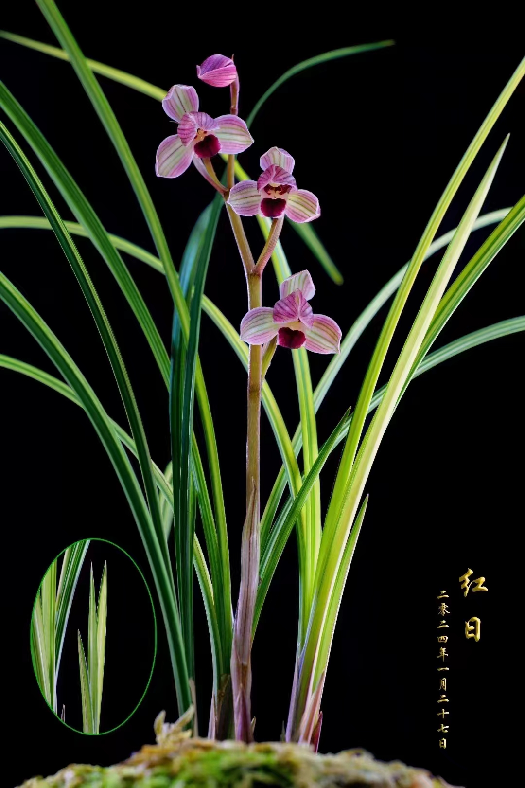 大彬兰缘兰花一物一拍（勿乱拍）