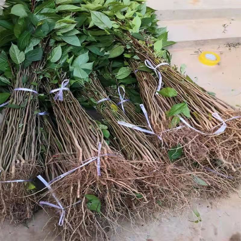 野生杜仲树苗雄花杜仲树盆栽地栽试种杜仲苗杜仲种子包邮