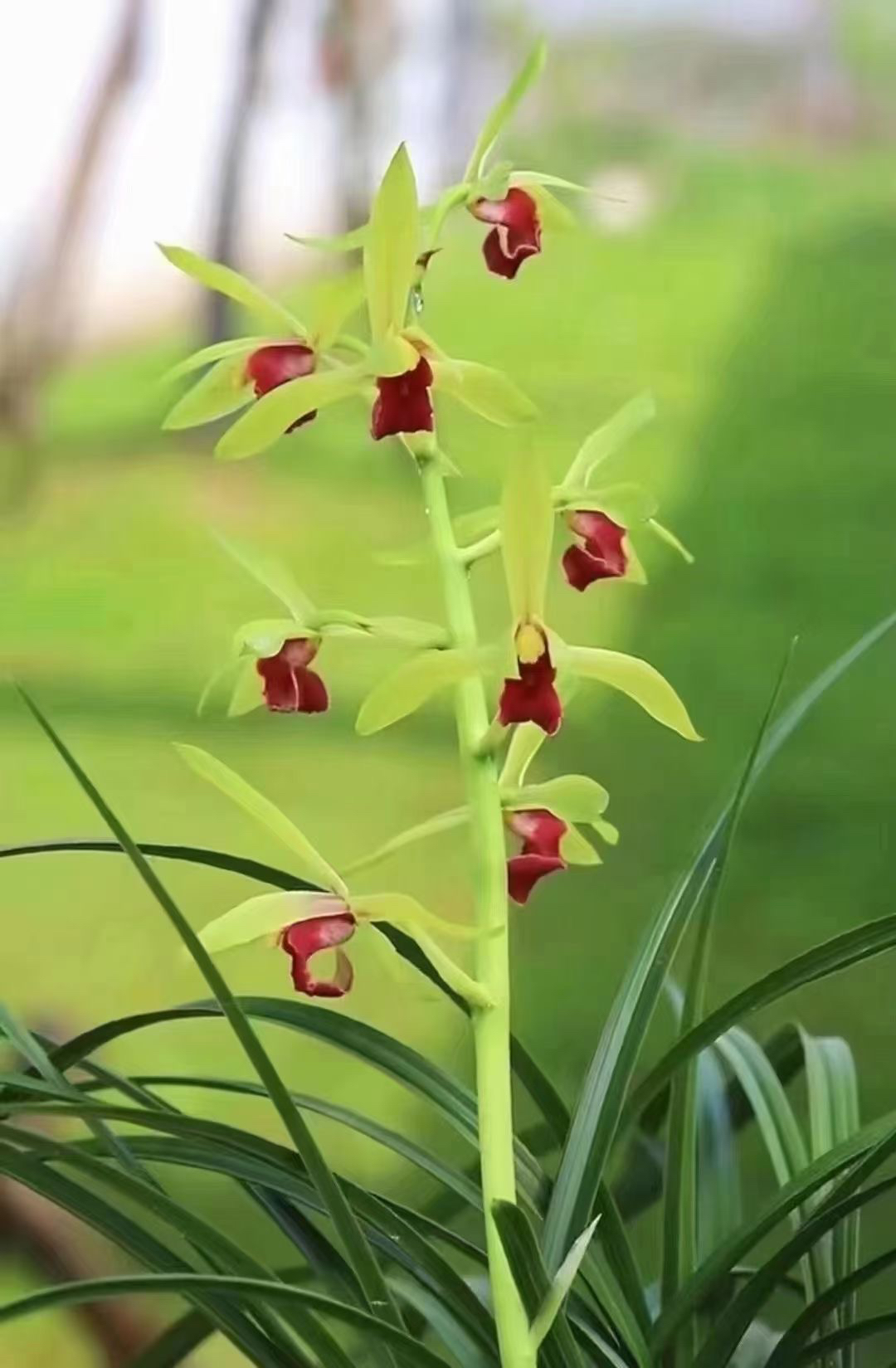 蕙兰佳能红素红花红舌兰花