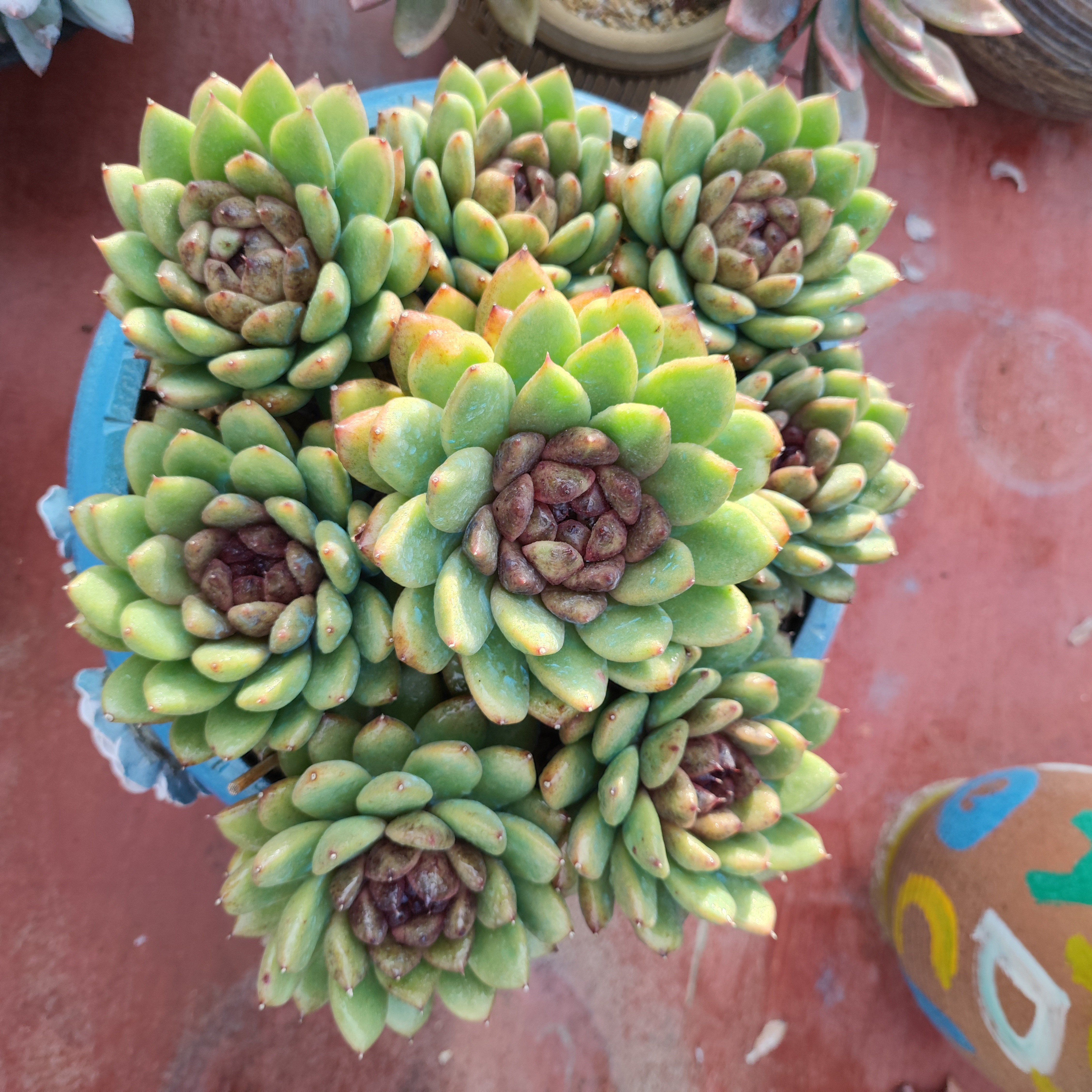 黑水晶紫薇黑曼巴多肉植物整桩整群手捧自然群