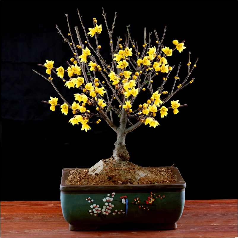 mozi/沫子腊梅花树苗盆栽耐寒耐冻老桩庭院梅花盆景花卉植物