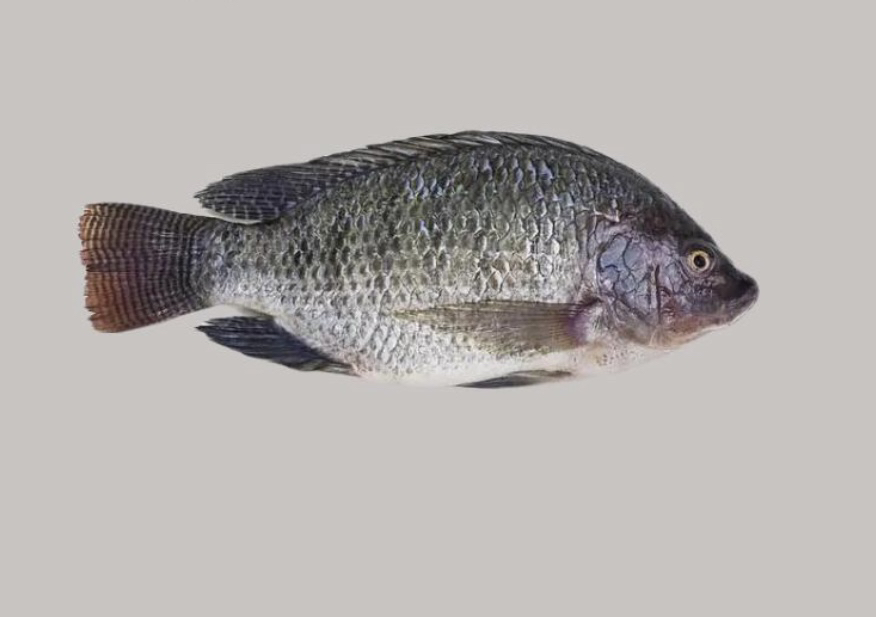 鲜活罗飞鱼2~2斤半（默认宰杀）