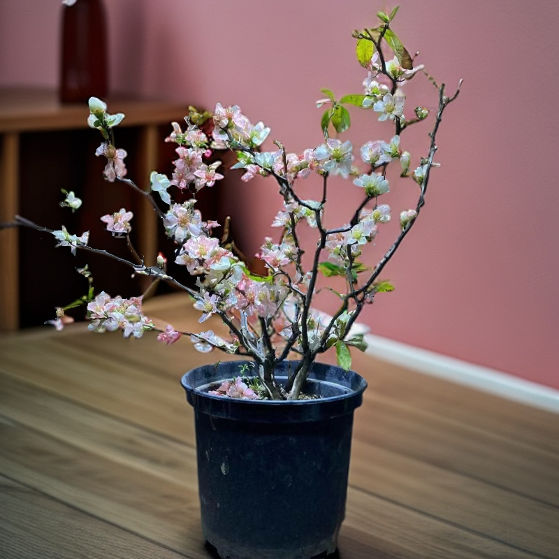 复色云龙海棠稀有品种自然曲枝茶台把玩小品盆景阳台种植盆栽四季