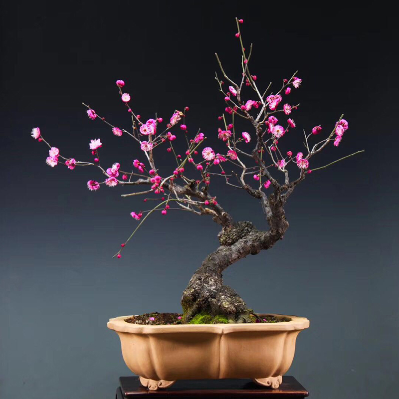 梅花造型盆景徽州古梅沧桑古朴傲雪寒梅年宵花卉庭院种植基地发货