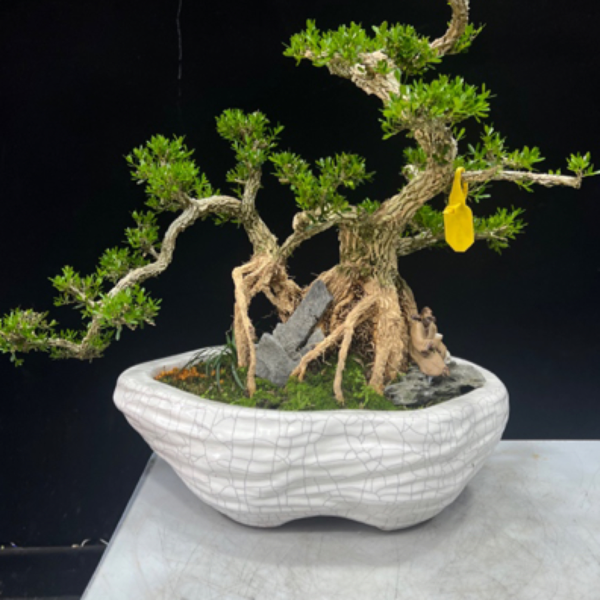 剪枝连体怪桩黄杨盆景四季常青植物庭院好养易活盆栽小叶黄杨