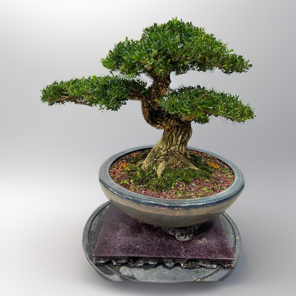 矮霸黄杨盆景岭南剪枝骨架截干蓄枝日式满罐老桩盆栽四季常青绿植