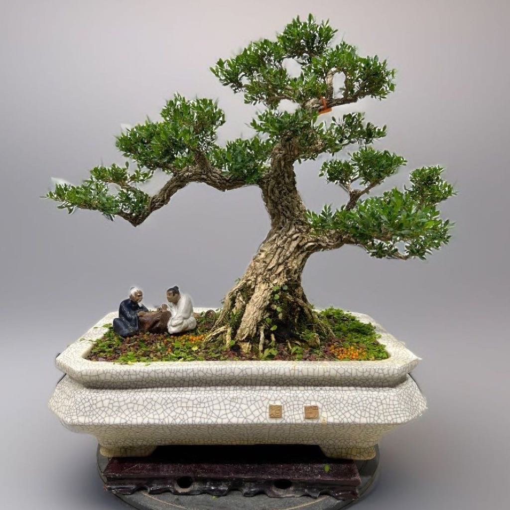 【实拍】矮霸黄杨盆景岭南剪枝骨架截干蓄枝老桩盆栽四季常青绿植