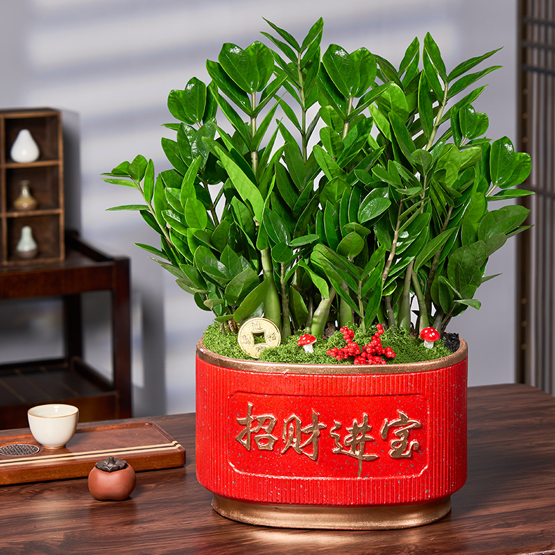 金钱树盆栽室内绿植花卉客厅办公室前台好养招财纳乔迁开业植物