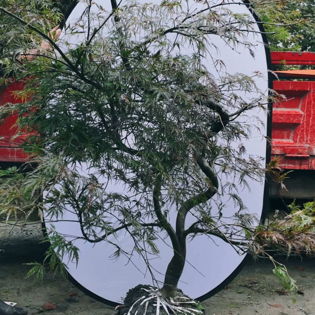 庭院植物 石榴红羽毛枫 稻叶羽毛枫一物一拍