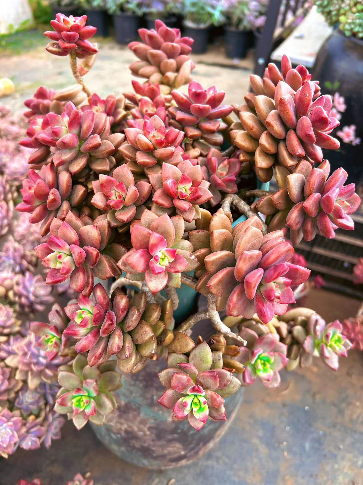 初衷 大姬胧月（散群） 阳台庭院多肉植物 净化空气 老桩好养植物