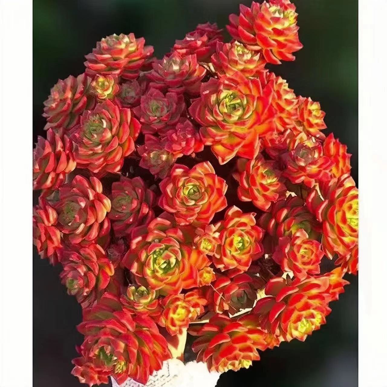 初衷 蒂亚  老桩新手好养 室内 阳台 庭院 多肉植物