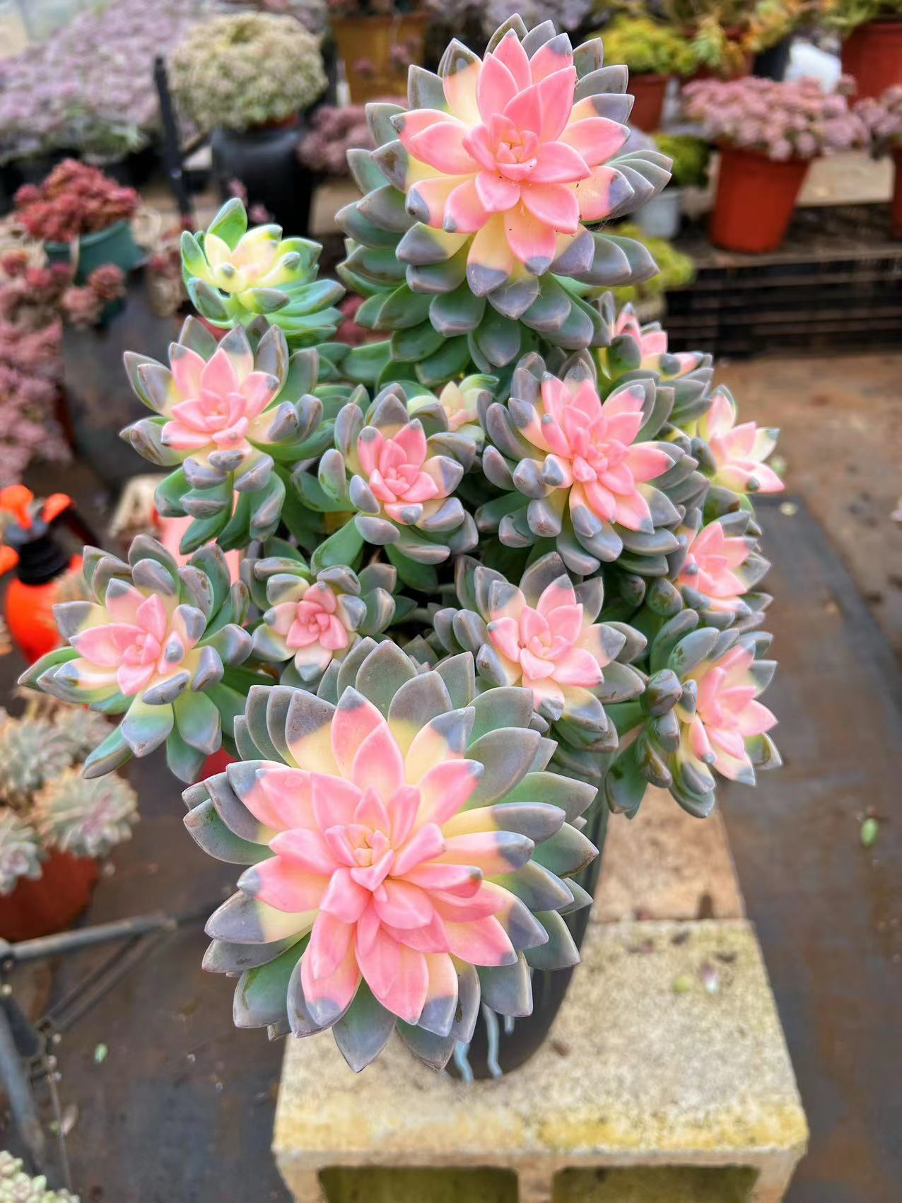 初衷 樱花锦 阳台庭院多肉植物 净化空气 老桩好养植物