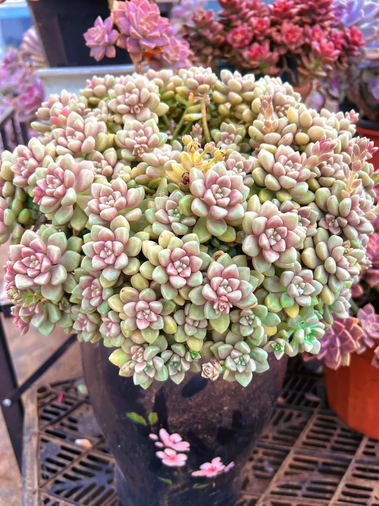 初衷 大丸叶姬秋丽 新手推荐好养 手捧花造型