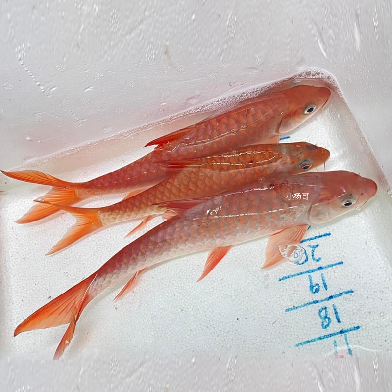 马来西亚进口 红吉罗鱼 哥拉巴拉红吉罗 T流域 Tenbat高山河之王