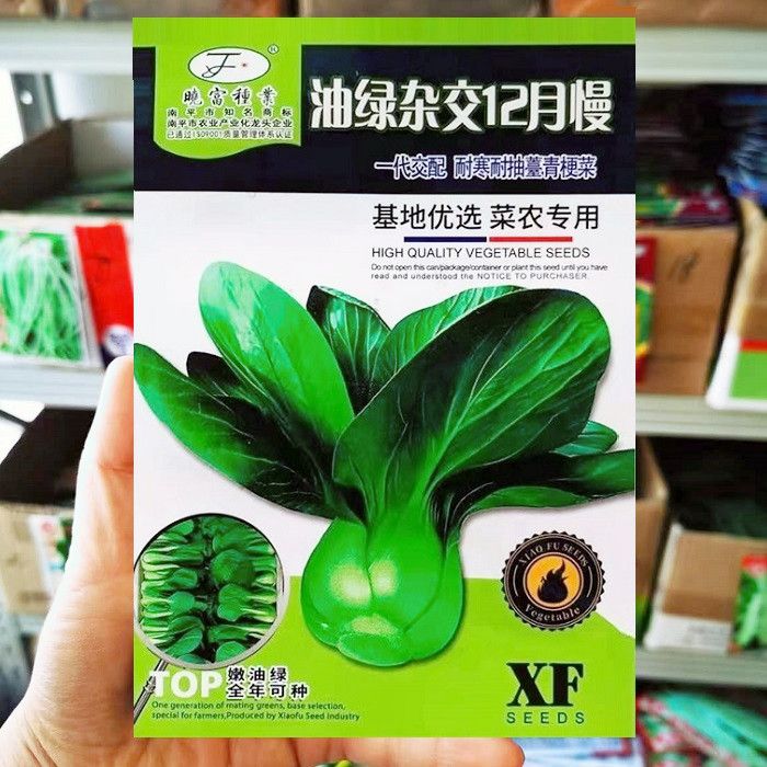 晓富油绿杂交12月慢青梗菜青菜种籽耐寒耐抽苔四季春冬油绿青菜种