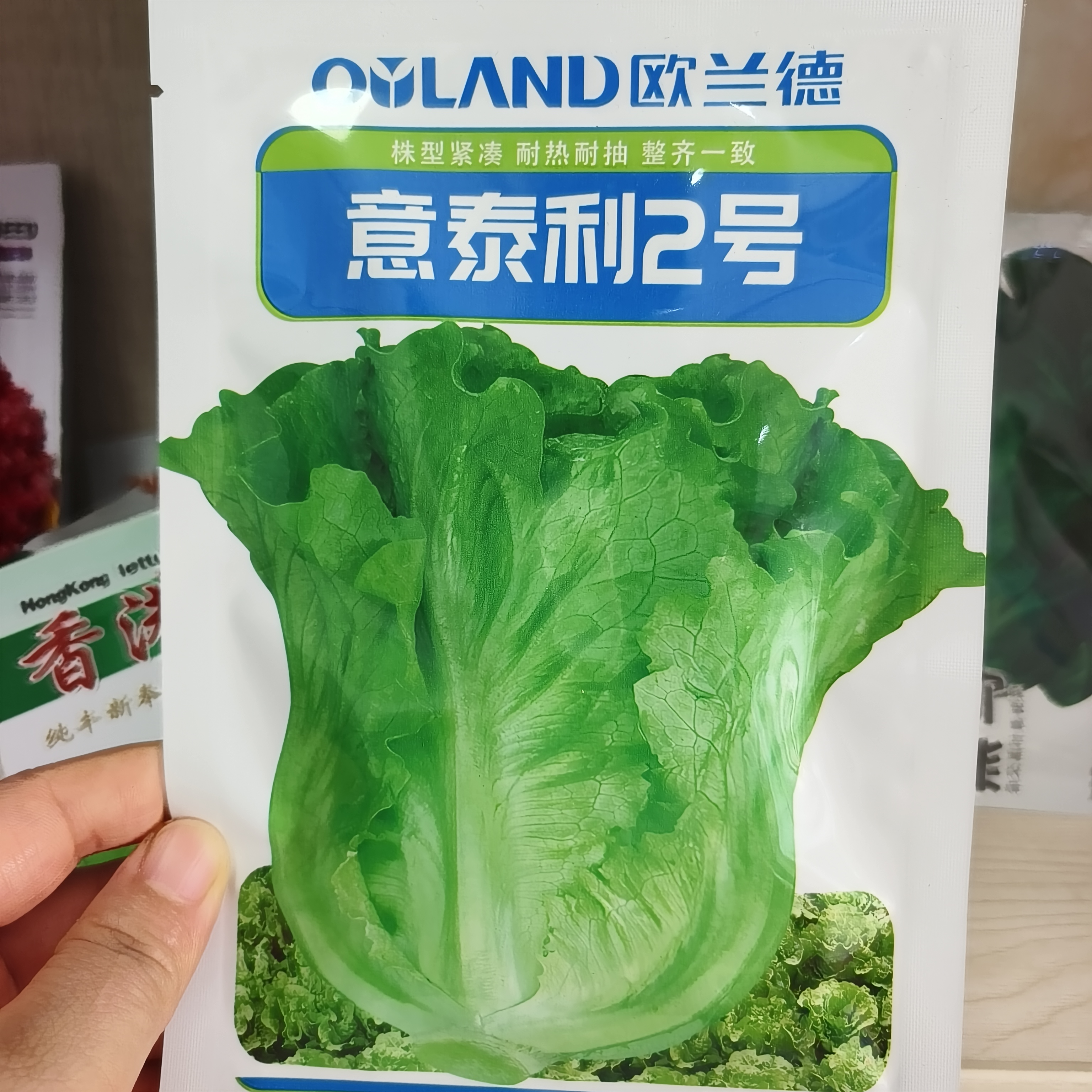 意泰利全年耐抽苔生菜种子 南北方蔬菜种籽 耐热耐寒