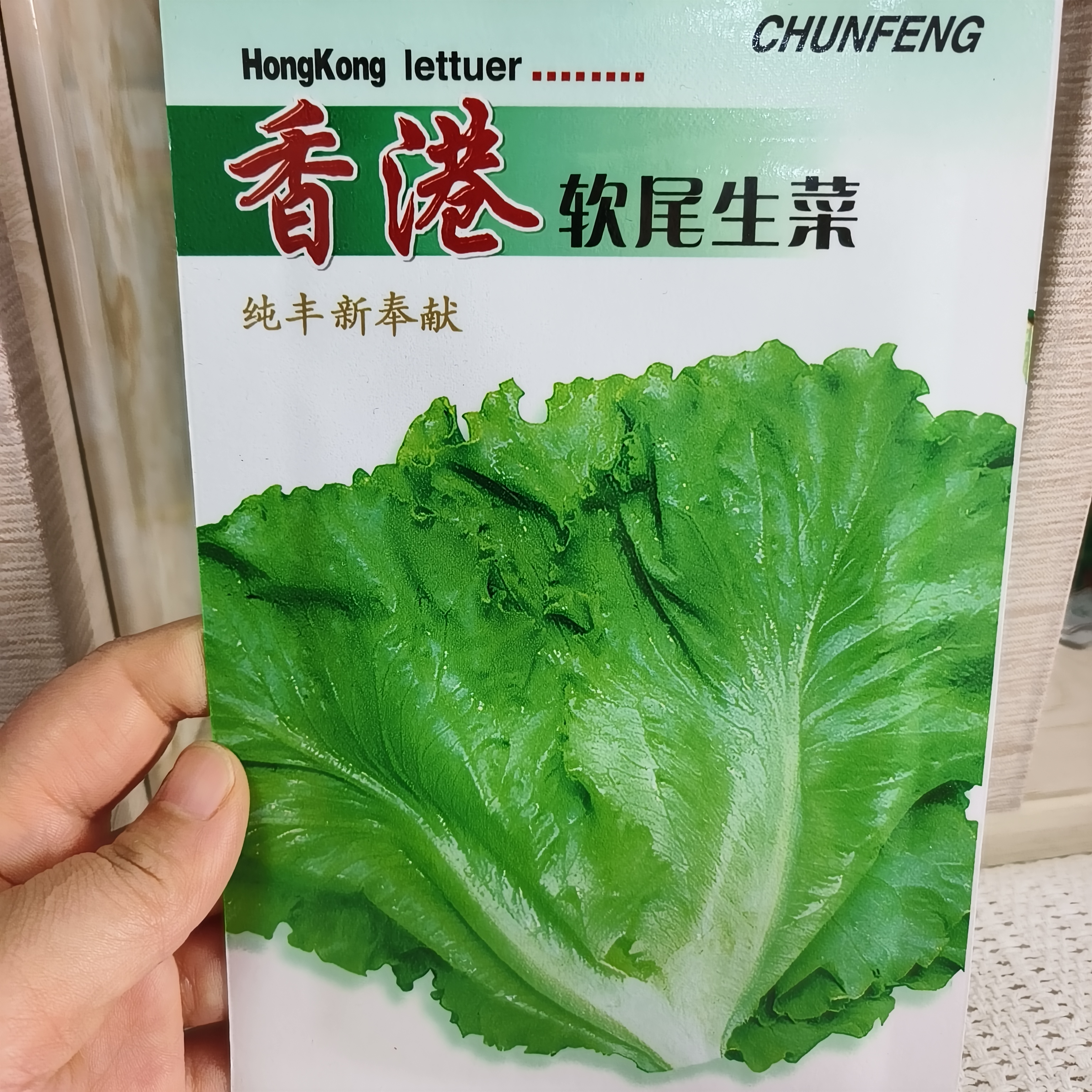 四季紫叶生菜种子紫红色蔬菜种籽沙拉菜包菜阳台盆栽菜园