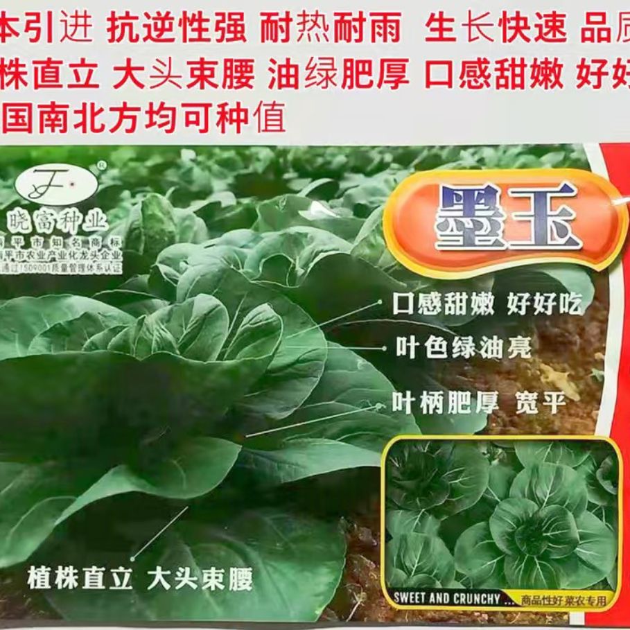 矮脚苏州青种子晓富墨玉墨油油黑叶青菜种子束腰矮箕苏州青蔬菜种
