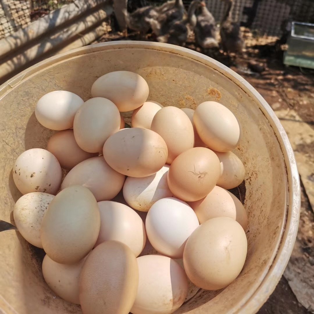 阿秀姐土鸡蛋60-100枚云南普洱特产农家散养土鸡鸡蛋天然营养健康