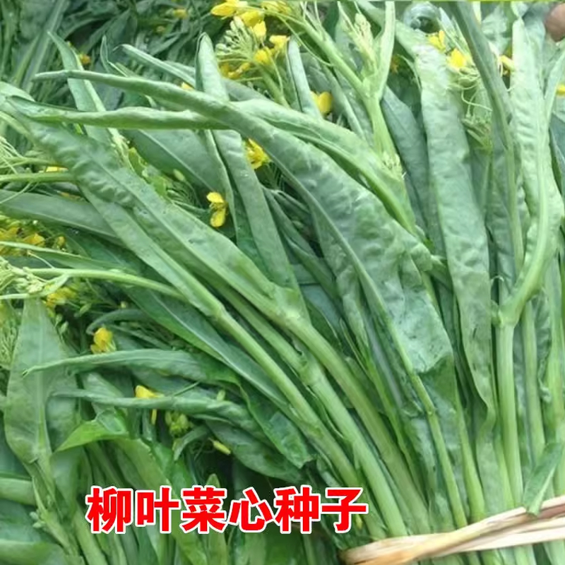桂林十月柳叶菜心桂林菜花种子广东特色蔬菜种籽卷叶菜心种子蔬菜