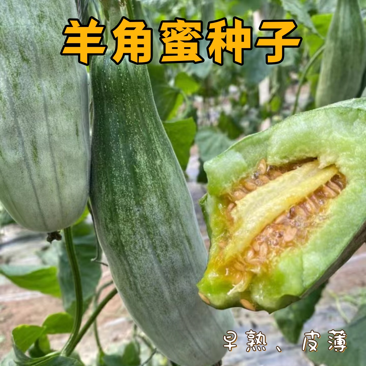 羊角蜜甜瓜种籽羊角酥甜瓜种子正品春季四季水果香瓜蜜特大超种子
